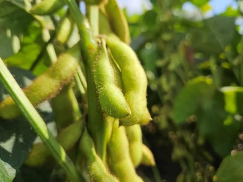 又是一年好“豐”景！衛(wèi)華數(shù)十萬(wàn)畝良田豐收在即！